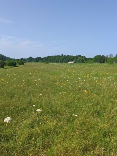 Morse Park - Ferrisburgh, VT