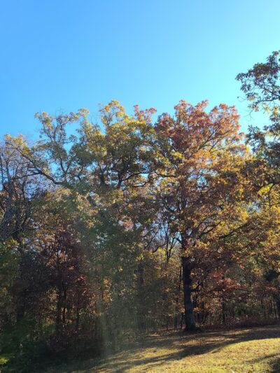 Ludwig Nature Area - Festus, MO