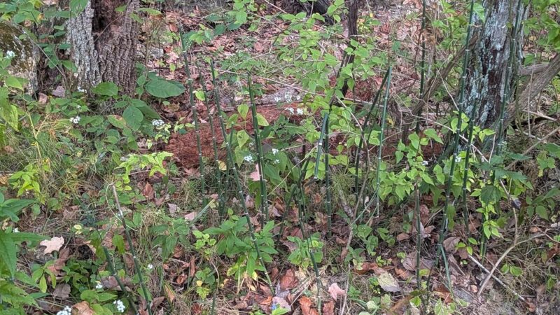 Ludwig Nature Area - Festus, MO