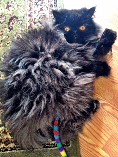 Fetch! Pet Care Hinsdale - ,