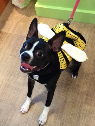 Fetch! Pet Care Hinsdale - ,