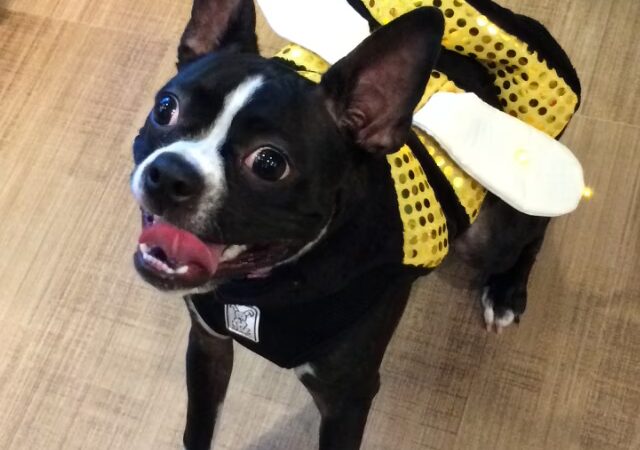 Fetch! Pet Care Hinsdale - ,