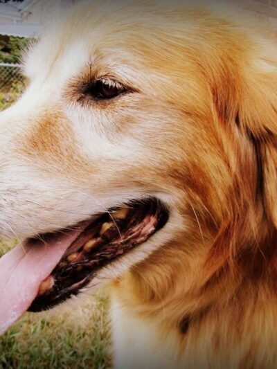 Fetch! Pet Care Hinsdale - ,