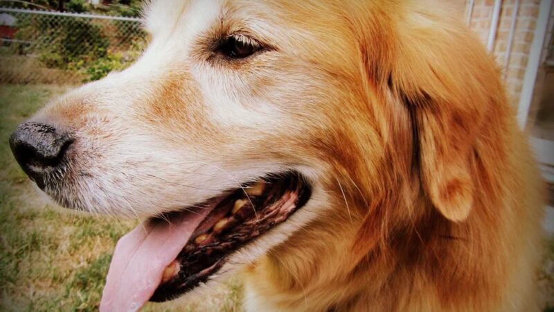 Fetch! Pet Care Hinsdale - ,