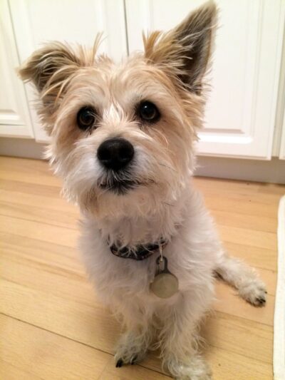 Fetch! Pet Care Hinsdale - ,