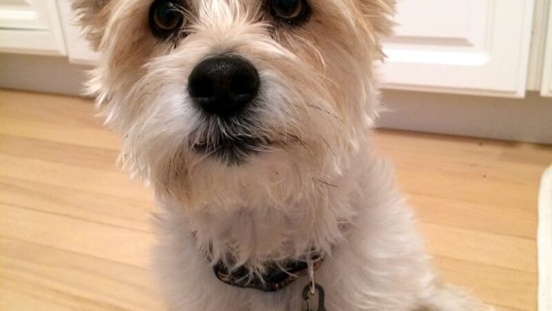 Fetch! Pet Care Hinsdale - ,