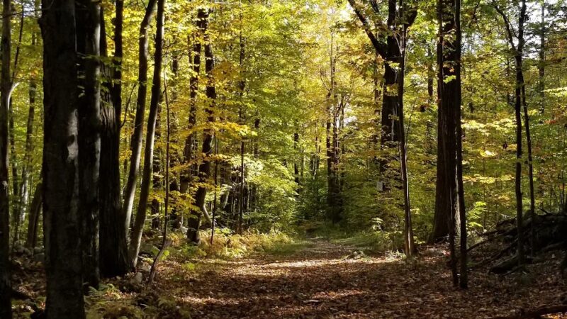 Crocker Conservation Area - Fitchburg, MA