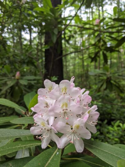Rhododendron State Park - Fitzwilliam, NH