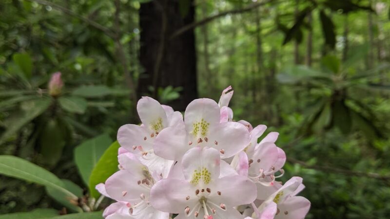 Rhododendron State Park - Fitzwilliam, NH