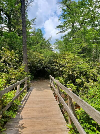 Rhododendron State Park - Fitzwilliam, NH