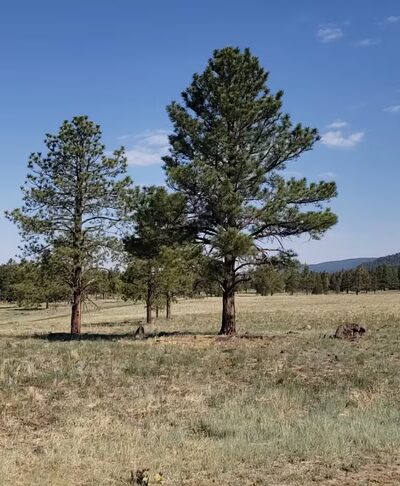 Buffalo Park - Flagstaff, AZ