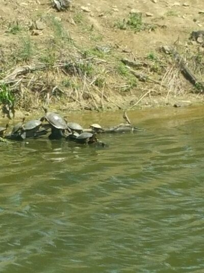 Flemingsburg City Park - Flemingsburg, KY