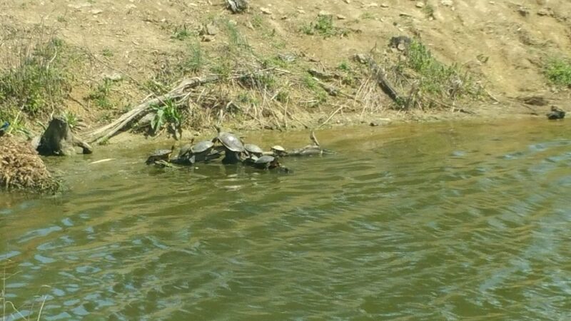 Flemingsburg City Park - Flemingsburg, KY