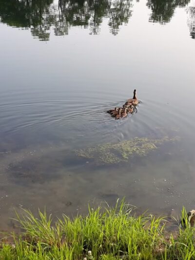 Flemingsburg City Park - Flemingsburg, KY