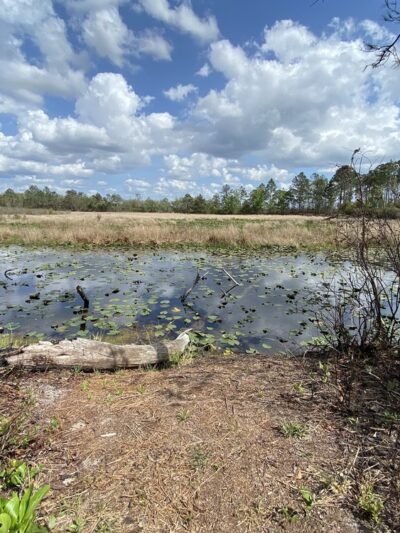 Lake Blossom Trail - Florahome, FL