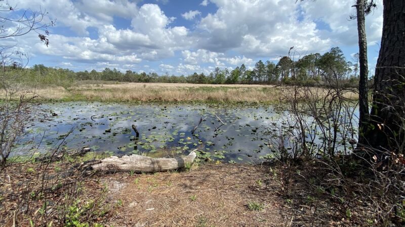 Lake Blossom Trail - Florahome, FL