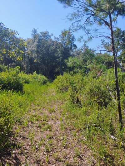 Lake Blossom Trail - Florahome, FL