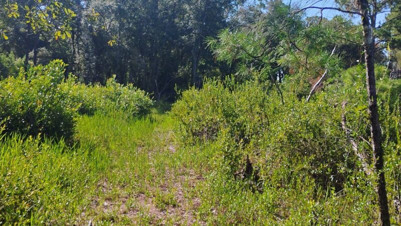 Lake Blossom Trail - Florahome, FL