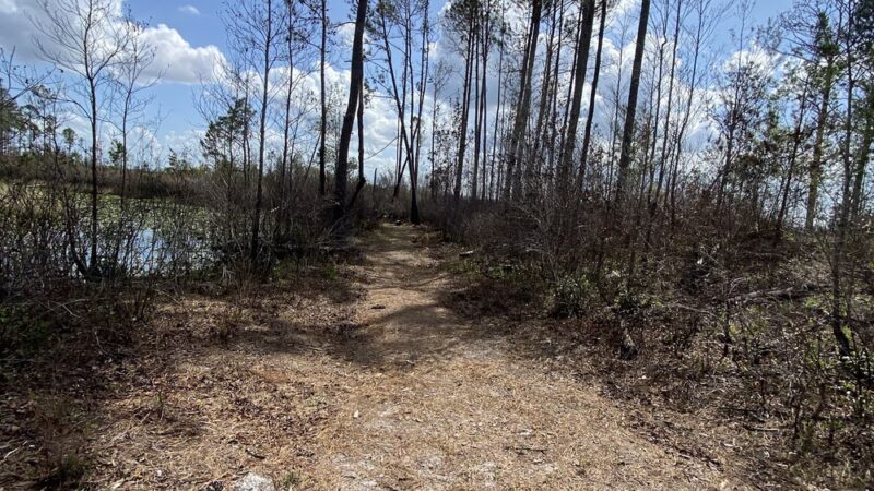 Lake Blossom Trail - Florahome, FL