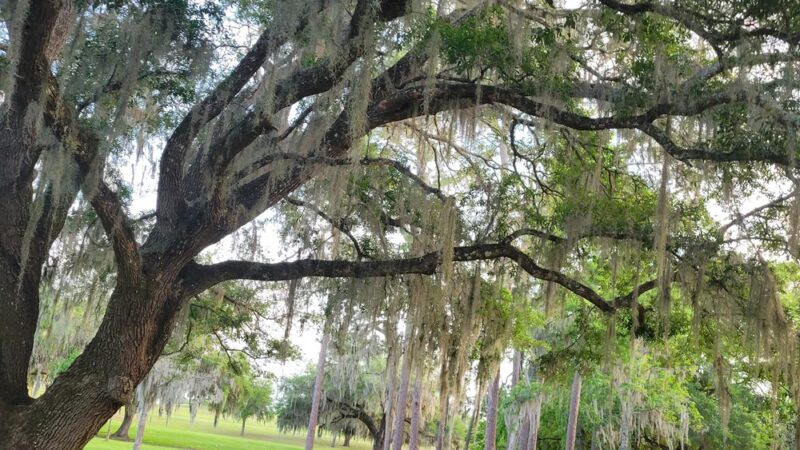 Floral City Disc Golf Course - Floral City, FL
