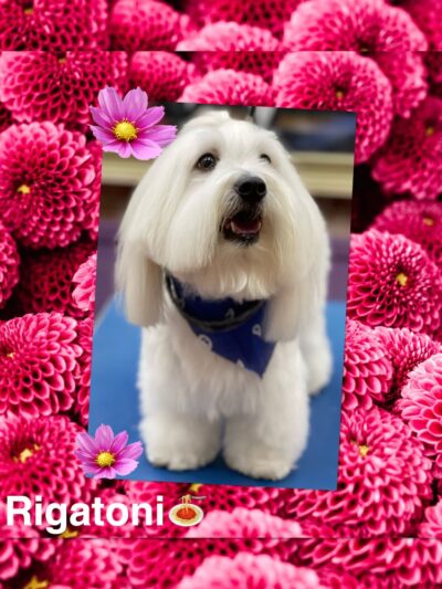 Jo-Mar Grooming & Boarding - Floral Park, NY