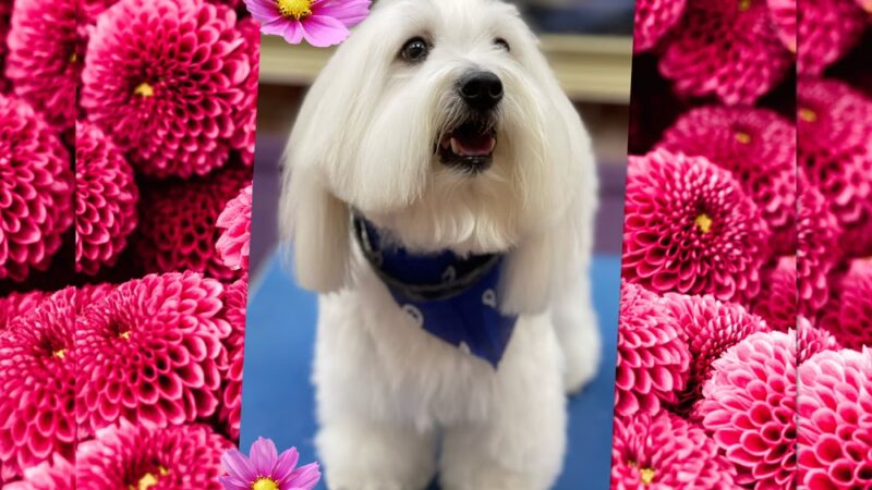 Jo-Mar Grooming & Boarding - Floral Park, NY