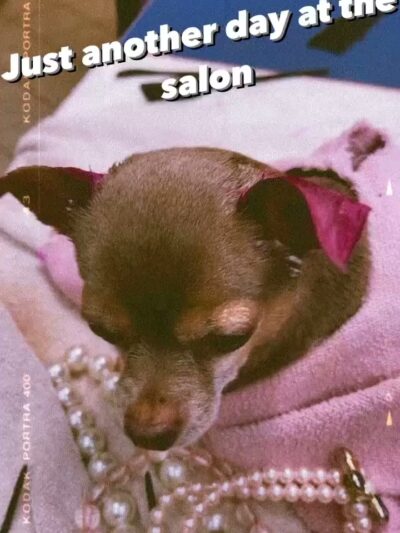 Jo-Mar Grooming & Boarding - Floral Park, NY