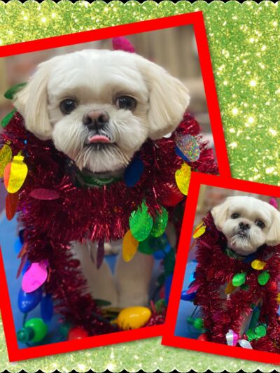 Jo-Mar Grooming & Boarding - Floral Park, NY
