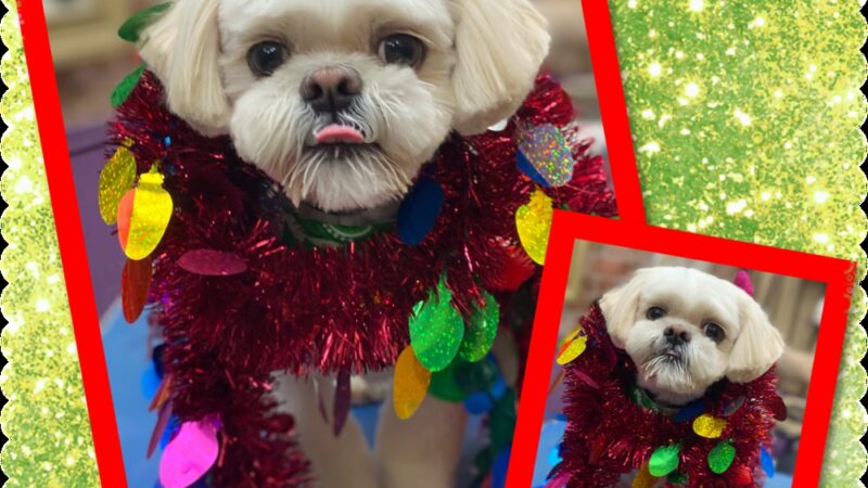 Jo-Mar Grooming & Boarding - Floral Park, NY