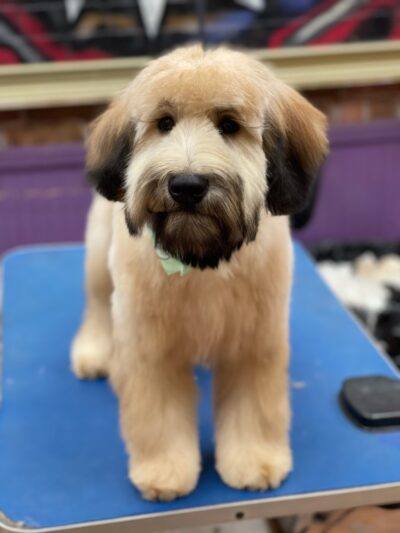 Jo-Mar Grooming & Boarding - Floral Park, NY
