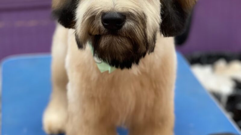 Jo-Mar Grooming & Boarding - Floral Park, NY