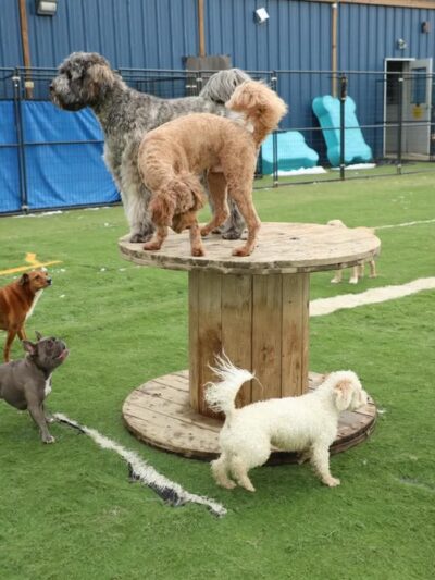 Doggie Paddles LLC - Florence, KY