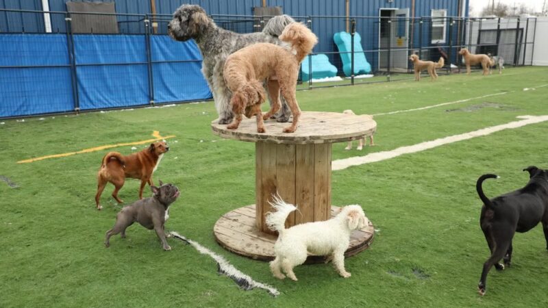 Doggie Paddles LLC - Florence, KY