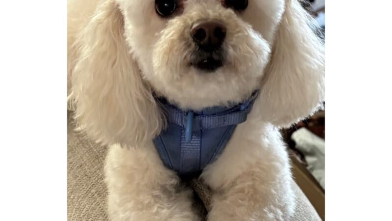 Doggie Paddles LLC - Florence, KY