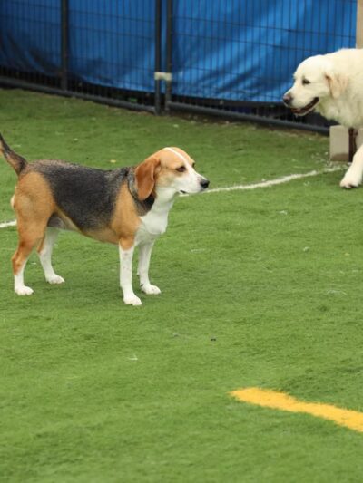 Doggie Paddles LLC - Florence, KY