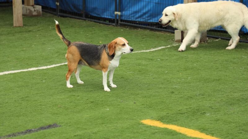 Doggie Paddles LLC - Florence, KY
