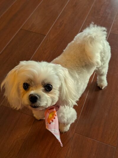 Doggie Paddles LLC - Florence, KY
