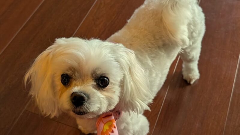 Doggie Paddles LLC - Florence, KY