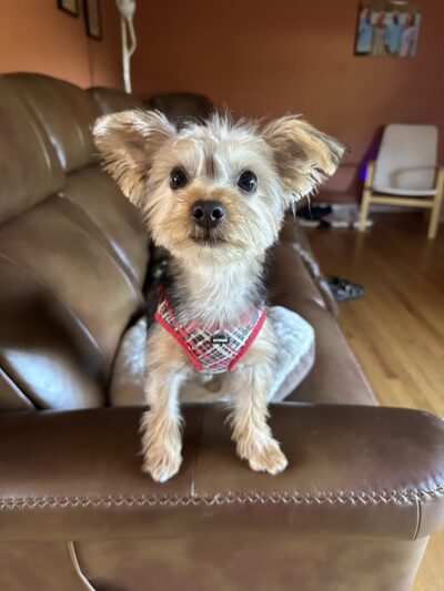 Doggie Paddles LLC - Florence, KY