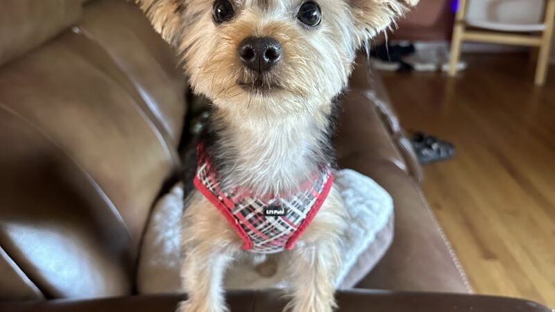 Doggie Paddles LLC - Florence, KY