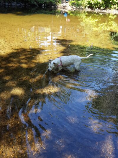 Maines Field - Florence, MA