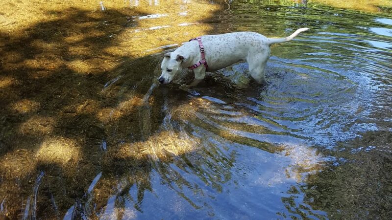 Maines Field - Florence, MA
