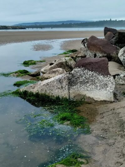 South Jetty Dog Ponds - Florence, OR