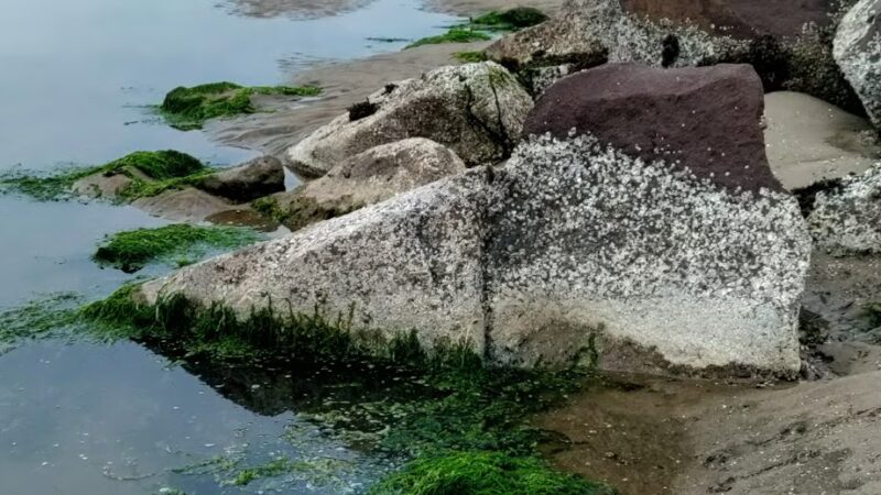 South Jetty Dog Ponds - Florence, OR