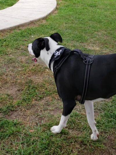 Rosies City Dog Park - Floresville, TX