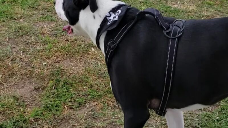 Rosies City Dog Park - Floresville, TX
