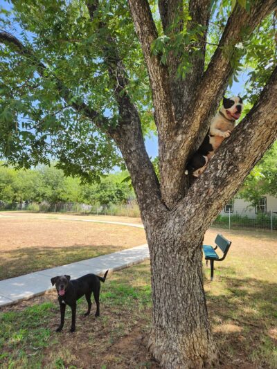 Rosies City Dog Park - Floresville, TX