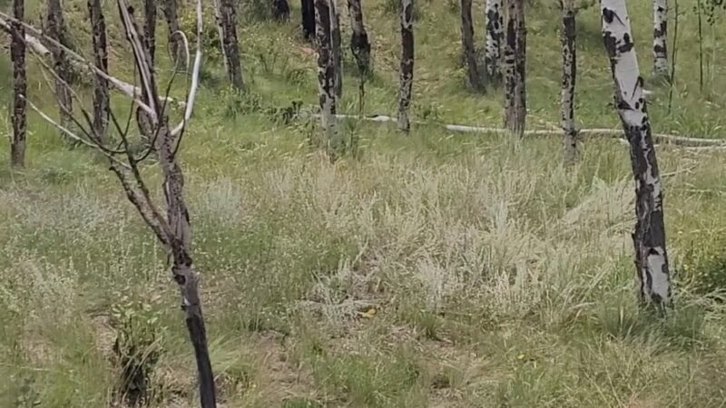 Lion's Den Disc Golf Course - Florissant, CO