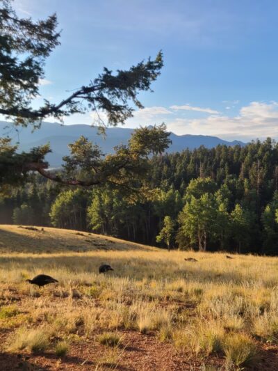 Turkey Meadow Campground - Florissant, CO