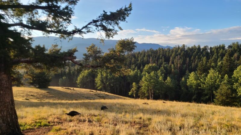 Turkey Meadow Campground - Florissant, CO